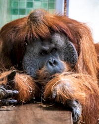 Scared Little Human Travels to the End of Time on the Back of a Blight Organism