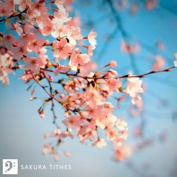 Sakura Tithes