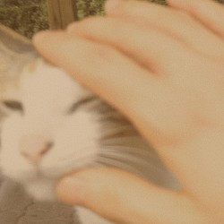 A story of a homeless cat