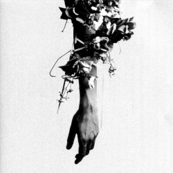 The Flowers of Romance