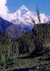 Silver Dove / Volovec