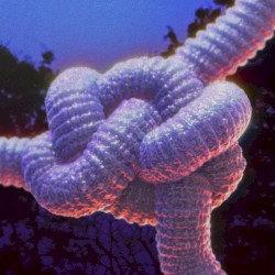 Verticales Dans Le Crépuscule (Live Session)