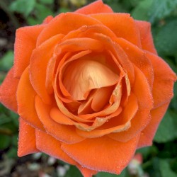0273