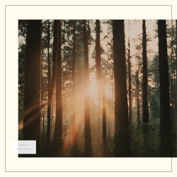 Forest Dance