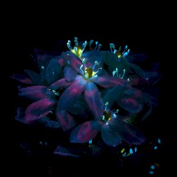 fields of forever (sleep rework)