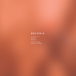 Begonia