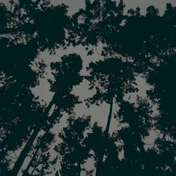 Forest Cathedrals