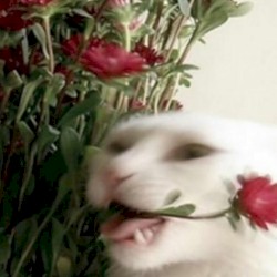 I WANNA ROT IN YOUR ARMS NOW