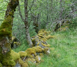 Im Garten der Artemis (Live Session)