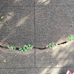 Another Werewolf, Vol. 3