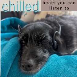 chilled beats you can listen to