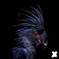 Dragonfly (Original Mix)