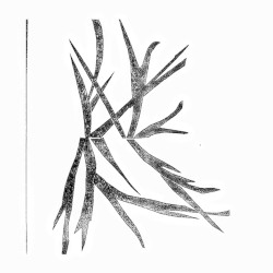 Winter Sigils I