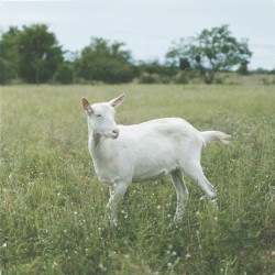 Vivien (Misi Deluxe)