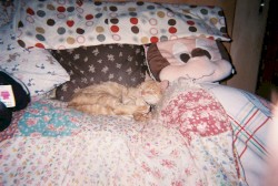 ねこちゃん(neko the cat!)