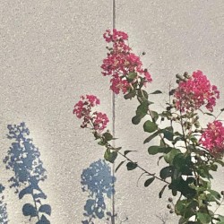 Sarusuberi Everywhere / Suikazura Somewhere