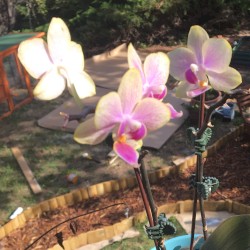 Autumn (ANU Alternate Take)