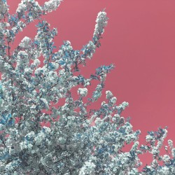 motherblossom