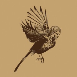 What Kind of Bird Am I