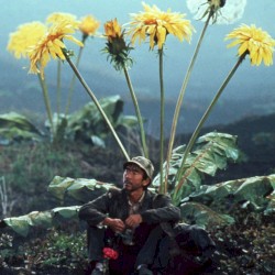 Staring at the Vast Dissonance