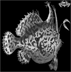 Strange Fish One