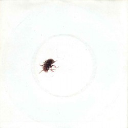 Karel de kever / Wat heeft ’t allemaal voor zin