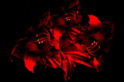 Facing Extinction Due to Artificial Light