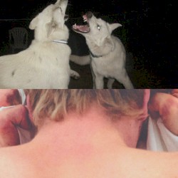 die welt geht vor die hunde