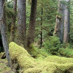 ##userexclusive Laying In A Moss Garden