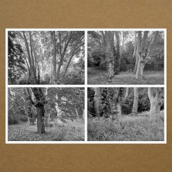 Haunted Woodland, Volume Five