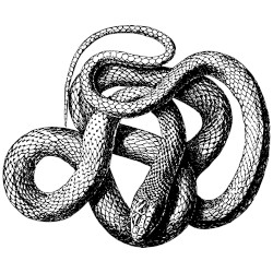 Tongues Forked As Roads