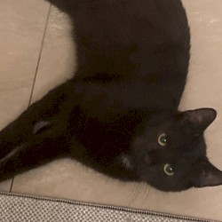 cat songs
