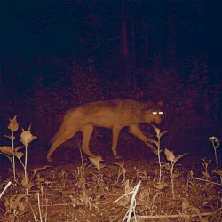 Cadejos + Those Who Pass Between Fleeting Words