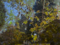 late autumn meditations