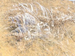 Freeroam 120 :: Boneyum