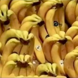 WONTON BASS (BUNDA VIP)