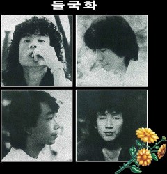 들국화