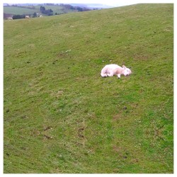 Deoxyribo Nuclear Ostinato