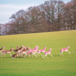 Now We Frolic and Play for Days, Seeing as the Pre-Made Fate We Leave in Memory Has No Bearing on What We Do or Say, Thanks to the Saving Grace of the Re-Species Treatment, in Ideal Fields We’re Able to Freely Communicate and Speak Our Piece if Needed.