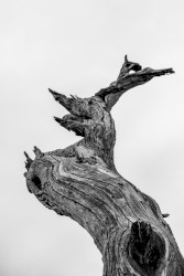 Biographic Self Deception Is Like a Wheel of Fortune