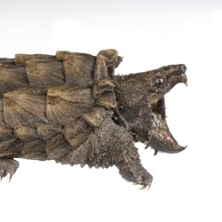 why do i make dubstep at 6 AM