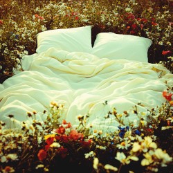 Bed of Flowers