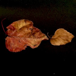 Two Leaves