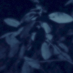 Ammothea / Misertus
