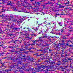 Atmospheric Beasts (remix)