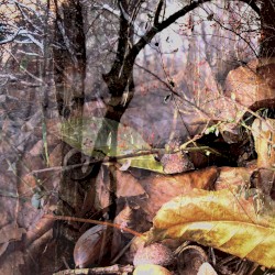 The Seasons Remastered