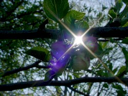 Show Me the Glint of Light