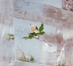 Windflowers