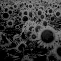 黄金の彼方 - Golden Horizon