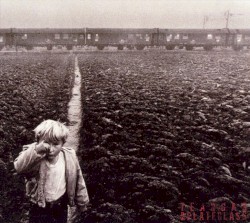 Teargas & Plateglass